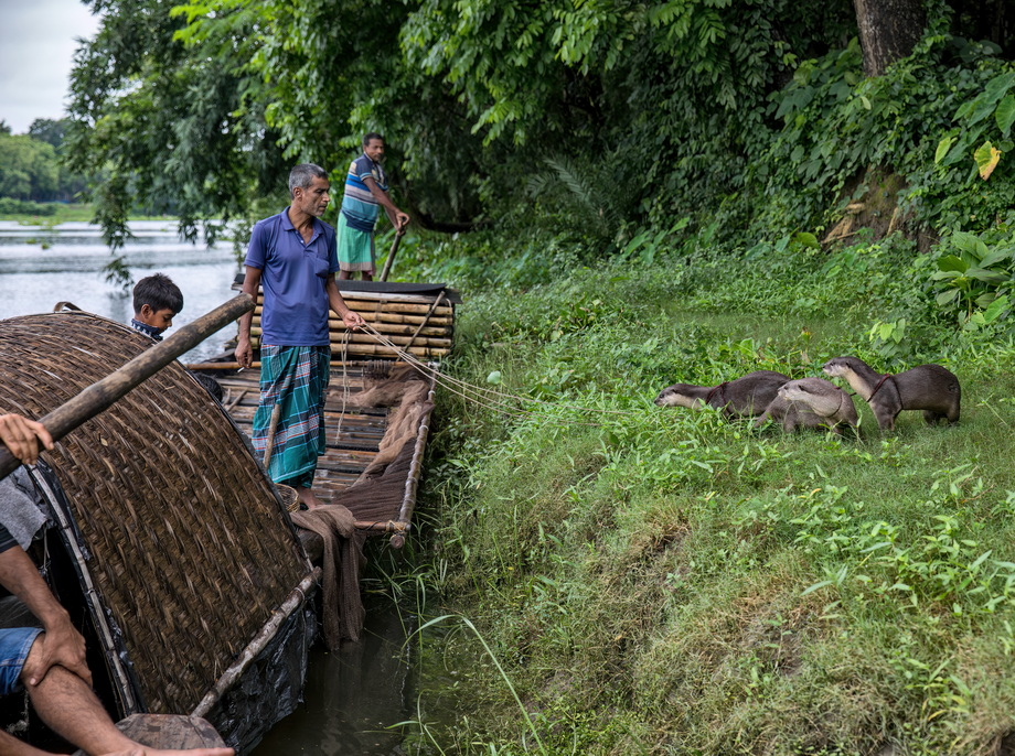 Otter Fishing in Bangladesh